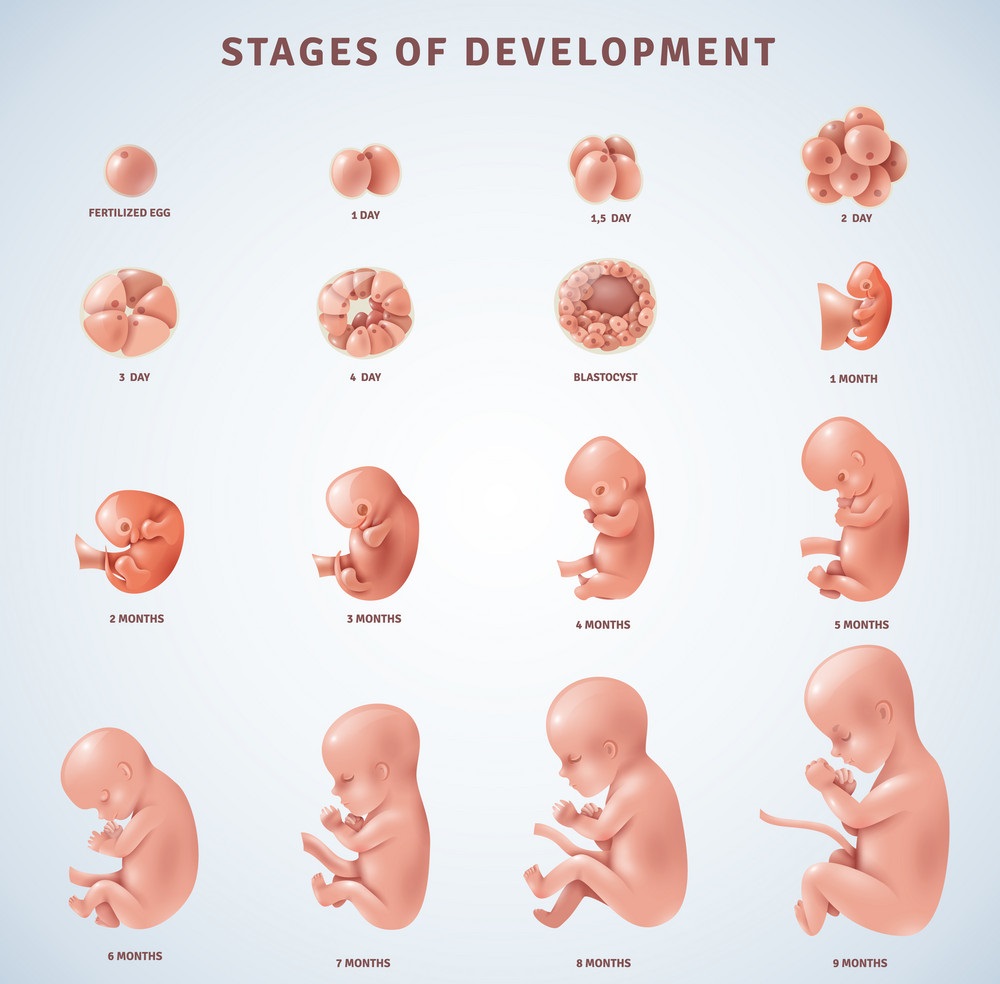 مراحل تکوین جنین در دوران بارداری